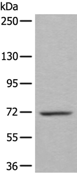 Invitrogen WEE1 Polyclonal Antibody 100 &mu;L; Unconjugated:Antibodies,