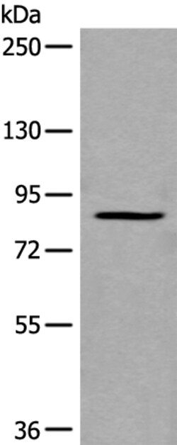 Invitrogen UNC5A Polyclonal Antibody 100 &mu;L | Buy Online | Invitrogen&trade; | Fisher Scientific