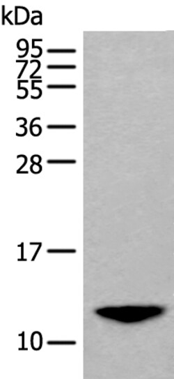 Invitrogen BAGE2 Polyclonal Antibody 100 &mu;L; Unconjugated:Antibodies,