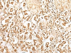 Invitrogen ZUFSP Polyclonal Antibody 100 &mu;L; Unconjugated:Antibodies,