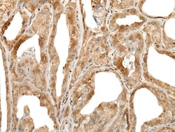 Invitrogen ZUFSP Polyclonal Antibody 100 &mu;L; Unconjugated:Antibodies,