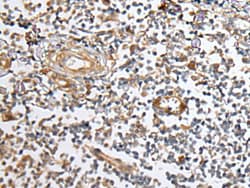 Invitrogen CUBN Polyclonal Antibody 100 &mu;L; Unconjugated:Antibodies,