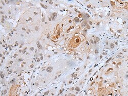 Invitrogen HOXC4 Polyclonal Antibody 100 &mu;L; Unconjugated:Antibodies,