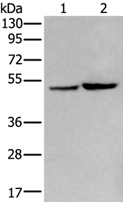 Invitrogen ZPLD1 Polyclonal Antibody 100 &mu;L | Buy Online | Invitrogen&trade; | Fisher Scientific