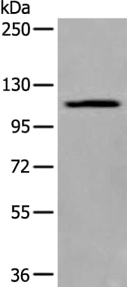 Invitrogen XYLT1 Polyclonal Antibody 100 &mu;L; Unconjugated:Antibodies,