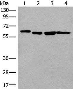Invitrogen UTP18 Polyclonal Antibody 100 &mu;L | Buy Online | Invitrogen&trade; | Fisher Scientific