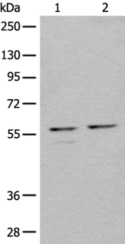 Invitrogen RMP Polyclonal Antibody 100 &mu;L; Unconjugated:Antibodies,