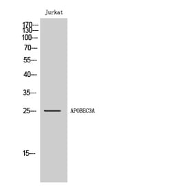 Invitrogen APOBEC3A Polyclonal Antibody 100 &mu;L | Buy Online | Invitrogen&trade; | Fisher Scientific