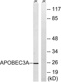 Invitrogen APOBEC3A Polyclonal Antibody 100 &mu;L | Buy Online | Invitrogen&trade; | Fisher Scientific