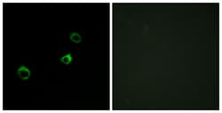 Invitrogen CYB561D1 Polyclonal Antibody 100 &mu;L; Unconjugated:Antibodies,