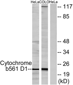 Invitrogen CYB561D1 Polyclonal Antibody 100 &mu;L; Unconjugated:Antibodies,
