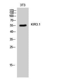 Invitrogen Kir3.1 (KCNJ3) Polyclonal Antibody 100 &mu;L | Buy Online | Invitrogen&trade; | Fisher Scientific