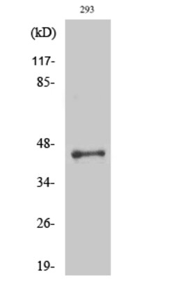 Invitrogen LUC7L2 Polyclonal Antibody 100 &mu;L | Buy Online | Invitrogen&trade; | Fisher Scientific