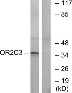 Invitrogen OR2C3 Polyclonal Antibody 100 &mu;L; Unconjugated:Antibodies,