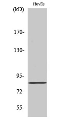 Invitrogen OLFML2B Polyclonal Antibody 100 &mu;L; Unconjugated:Antibodies,