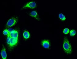 Invitrogen PKA alpha/beta/gamma Polyclonal Antibody 100 &mu;L; Unconjugated:Antibodies,