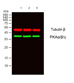 Invitrogen PKA alpha/beta/gamma Polyclonal Antibody 100 &mu;L; Unconjugated:Antibodies,