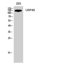 Invitrogen USP40 Polyclonal Antibody 100 &mu;L; Unconjugated:Antibodies,