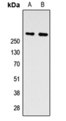 Invitrogen ZNF462 Polyclonal Antibody 100 &mu;L; Unconjugated:Antibodies,