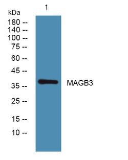 Invitrogen MAGEB3 Polyclonal Antibody 100 &mu;L | Buy Online | Invitrogen&trade; | Fisher Scientific