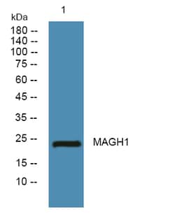 Invitrogen MAGEH1 Polyclonal Antibody 100 &mu;L; Unconjugated:Antibodies,