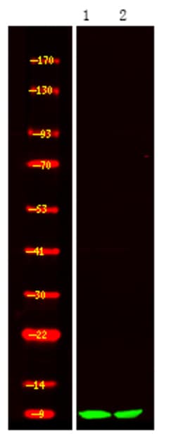 Invitrogen COX7A1 Polyclonal Antibody 100 &mu;L | Buy Online | Invitrogen&trade; | Fisher Scientific