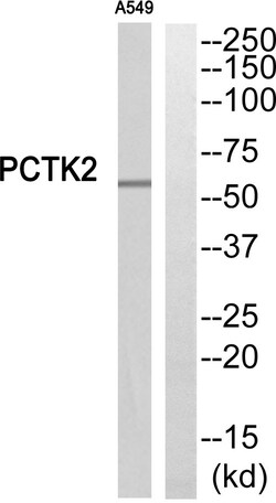 Invitrogen PCTAIRE2 Polyclonal Antibody 100 &mu;L | Buy Online | Invitrogen&trade; | Fisher Scientific
