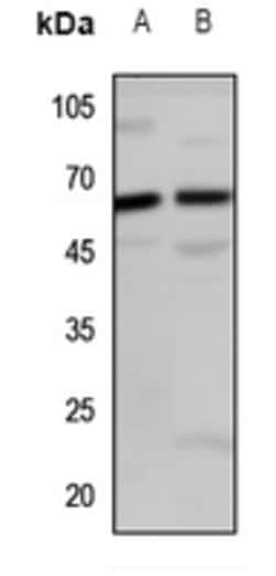 Invitrogen LINGO2 Polyclonal Antibody 100 &mu;L; Unconjugated:Antibodies,