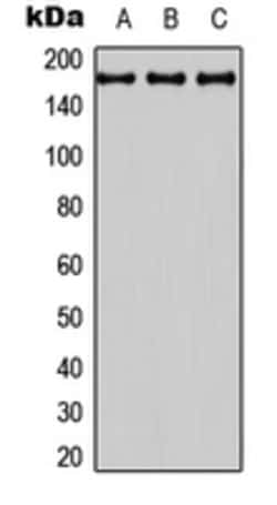 Invitrogen BAI3 Polyclonal Antibody 100 &mu;L; Unconjugated:Antibodies,