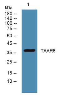 Invitrogen™ TAAR6 Polyclonal Antibody