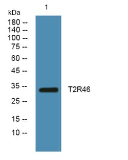 Invitrogen TAS2R46 Polyclonal Antibody 100 &mu;L | Buy Online | Invitrogen&trade; | Fisher Scientific