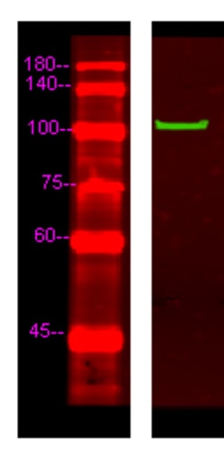 Invitrogen MYOCD Polyclonal Antibody 100 &mu;L; Unconjugated:Anticuerpos
