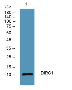 Invitrogen DIRC1 Polyclonal Antibody 100 &mu;L; Unconjugated:Antibodies,