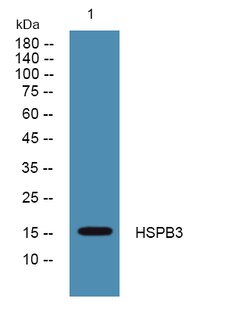 Invitrogen HSPB3 Polyclonal Antibody 100 &mu;L; Unconjugated:Antibodies,