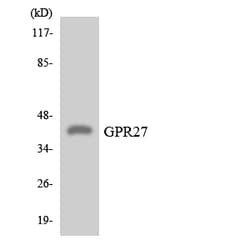 Invitrogen GPR27 Polyclonal Antibody 100 &mu;L; Unconjugated:Antibodies,