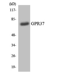 Invitrogen GPR37 Polyclonal Antibody 100 &mu;L | Buy Online | Invitrogen&trade; | Fisher Scientific