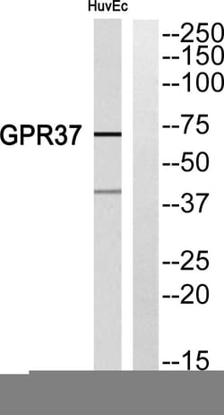 Invitrogen GPR37 Polyclonal Antibody 100 &mu;L | Buy Online | Invitrogen&trade; | Fisher Scientific