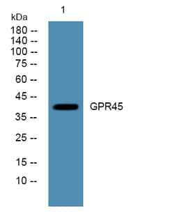 Invitrogen GPR45 Polyclonal Antibody 100 &mu;L | Buy Online | Invitrogen&trade; | Fisher Scientific