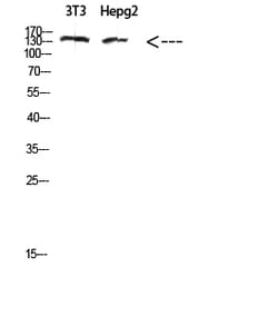 Invitrogen COL17A1 Polyclonal Antibody 100 &mu;L; Unconjugated:Antibodies,