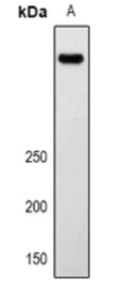 Invitrogen LRP2 Polyclonal Antibody 100 &mu;L; Unconjugated:Antibodies,