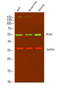 Invitrogen ADFP Polyclonal Antibody 100 &mu;L; Unconjugated:Antibodies,