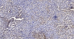 Invitrogen SOD3 Polyclonal Antibody 100 &mu;L; Unconjugated:Antibodies,