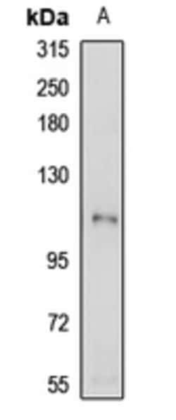 Invitrogen PLD1 Polyclonal Antibody 100 &mu;L; Unconjugated:Antibodies,
