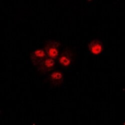Invitrogen TRIP10 Polyclonal Antibody 100 &mu;L; Unconjugated:Antibodies,