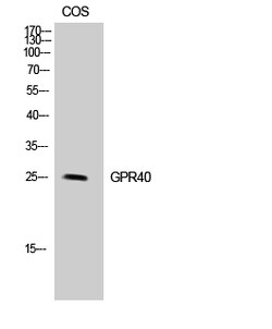 Invitrogen GPR40 Polyclonal Antibody 100 &mu;L; Unconjugated:Antibodies,
