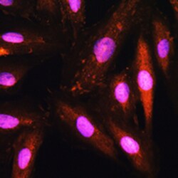 Invitrogen KAP3 Polyclonal Antibody 100 &mu;L; Unconjugated:Antibodies,