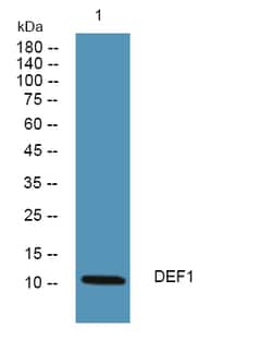 Invitrogen DEFA1 Polyclonal Antibody 100 &mu;L; Unconjugated:Antibodies,