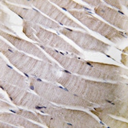 Invitrogen Defensin alpha-3 Polyclonal Antibody 100 &mu;L; Unconjugated:Antibodies,