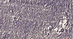 SEMA3F Polyclonal Antibody:Antibodies, Polyclonal