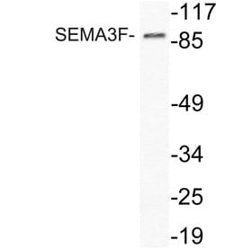 Invitrogen SEMA3F Polyclonal Antibody 100 &mu;L; Unconjugated:Antibodies,
